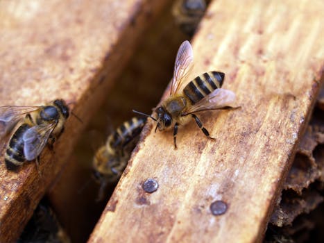 Beekeeping